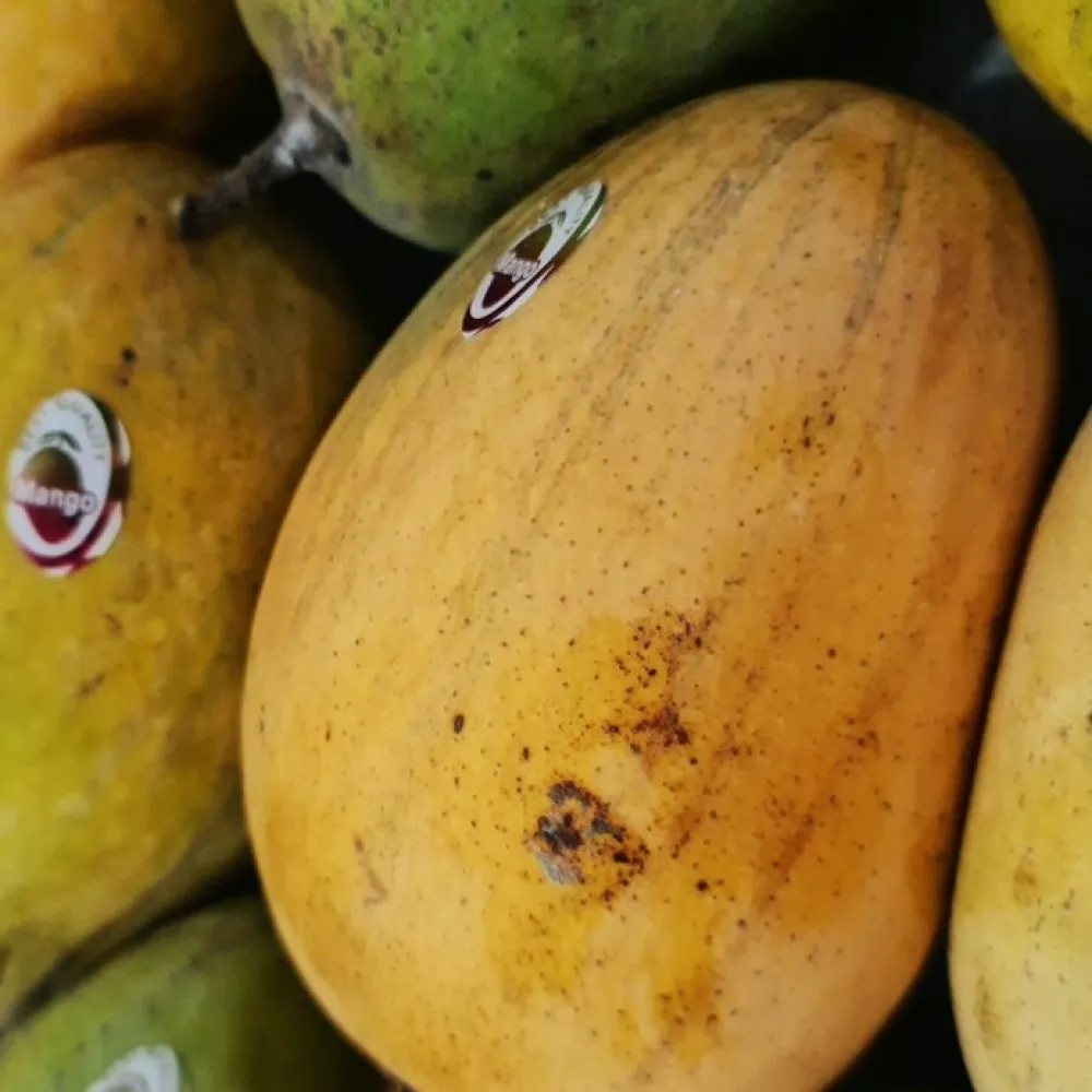 Himsagar Mango — 1 kg — 3