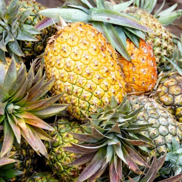 Honey Queen Pineapple — 1 pc